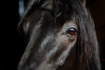 A close-up of a black horses face. The shiny black coat of a black horse. A close-up of a horses gaze.の写真素材