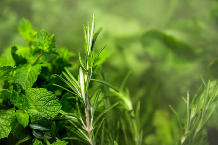 Green vegetables, background of freshly picked herbs in condensation.の写真素材