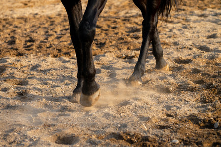 A photograph of a horses hooves galloping across an earthen arena on a sunny summer day. Equestrian sport and horseback riding. Dust from under the horses hooves.の写真素材