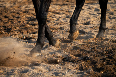 A close-up of a racing horses hoof in an earthen arena. Equestrian sport background conceptの写真素材