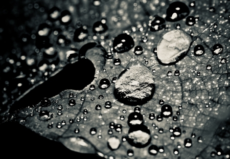 water droplets on leaf の写真素材