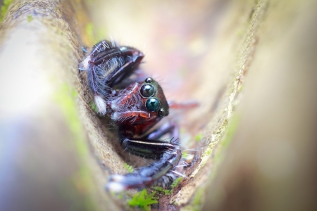 Jumping Spider