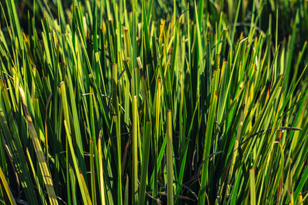 GREEN PLANT BICOLOR FAN DIETS