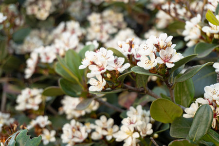 RHAPHIOLEPIS INDICA, CALLED OLIVE, SMALL WHITE FLOWER WITH PINK DETAILS, BEAUTIFUL AND FLOWER...