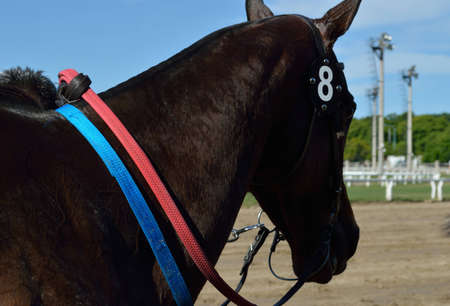 Buenos Aires, Argentina - November 2012 - Horse raceのeditorial素材