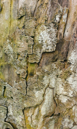Tree texture or wallpaperの素材