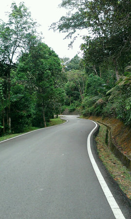 Curve road in forestの素材