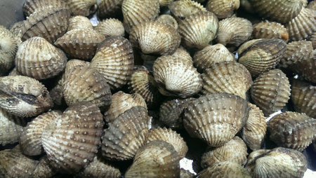 Fresh cockles in marketの素材