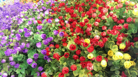 Colorful of rose flowersの素材