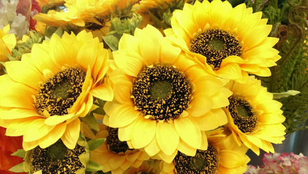 Sunflowersの素材