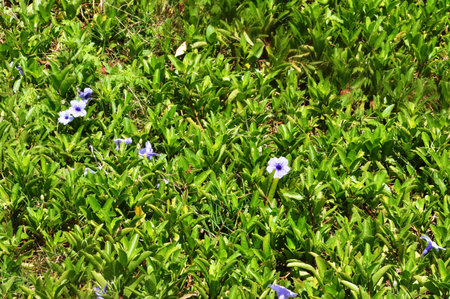 Flowers on green leavesの写真素材