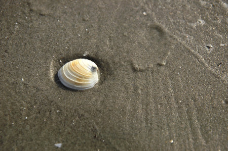 Shell on sand