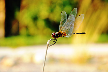 Dragon fly on branchの写真素材