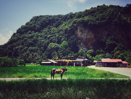 Horse near the mountainの素材