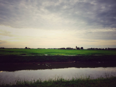 Paddy field on sunset viewの素材