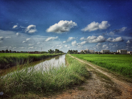 Paddy field viewの素材