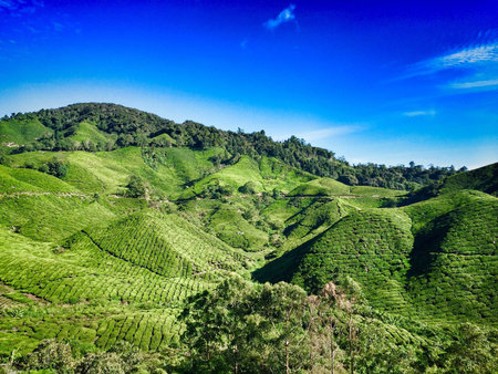 Tea plantatationの素材