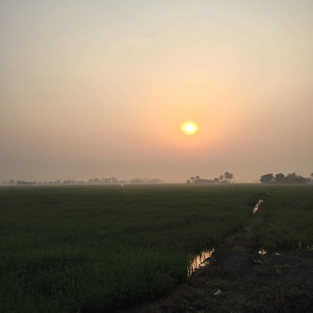 Foggy sunsriseの素材