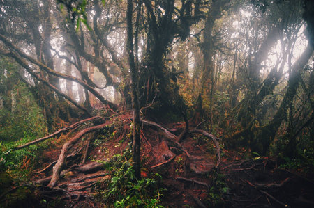 Mossy forestの素材