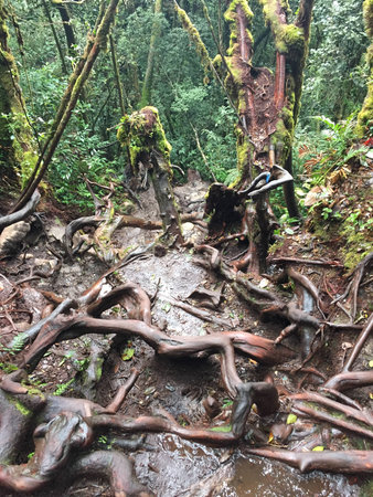Mossy forestの素材
