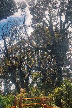 Mossy forest viewの素材
