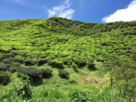 Tea plantationの素材