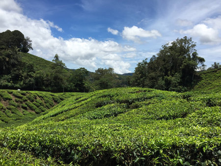 Tea plantationの素材