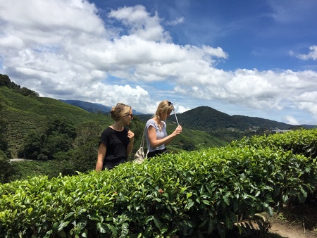 Tourist in Cameron highland tea plantationの素材