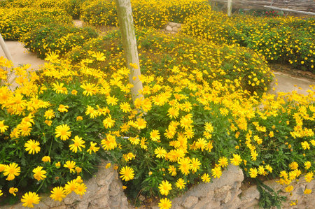 Flowersの素材