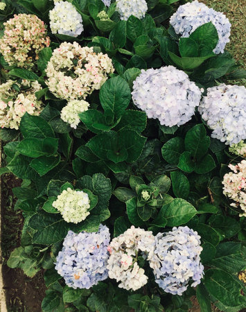 Flowersの素材