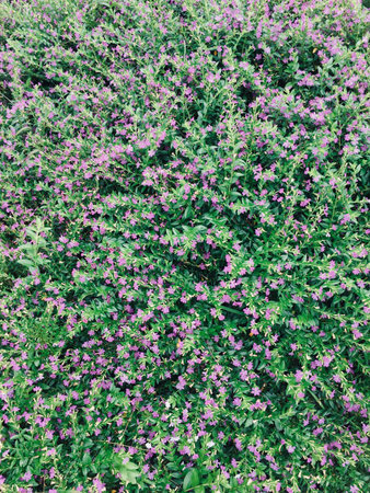 Flowersの素材