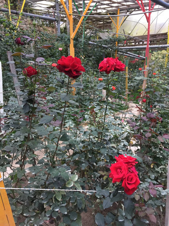Blooming flowersの素材