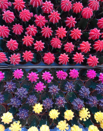 Colorful cactusの素材