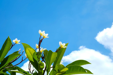 Plumeria flowers and leaves under blue skyの写真素材