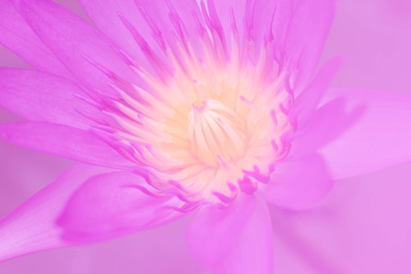 Blurred purple lotus flower with pollen abstract style backgroundの写真素材