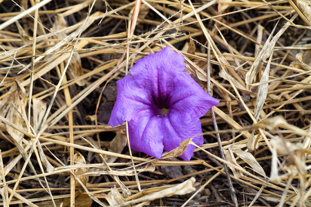 Soft Purple wild petunia flower on hay groundの写真素材