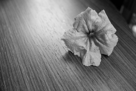 Wild petunia on the table in black and white toneの写真素材
