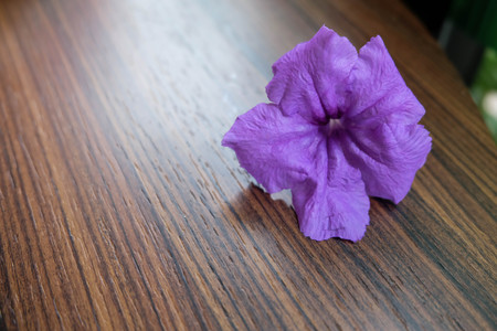 Purple wild petunia flower on the table