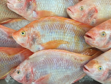 Red tilapia fish on ice stallの素材
