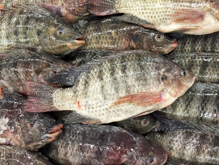Fresh yummy nile tilapia in fish market