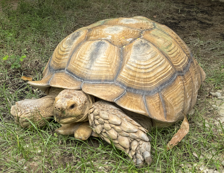 Giant tortoise on grass, outdoor open zooの写真素材