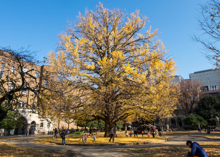 Dec 9, 2016 - Tokyo, Japan:  Beautiful perfect-shape yellow leaf trees in winter. There are children and teachers running around under the big tree.のeditorial素材