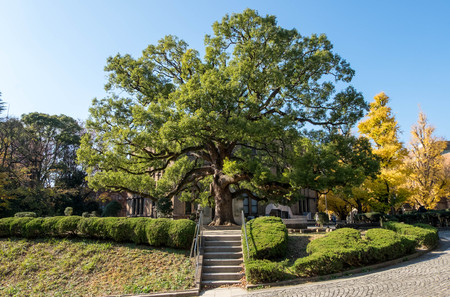 Dec 9, 2016 - Tokyo, Japan:  Beautiful perfect-shape trees in winter in front of The Great hall or Yasuda Auditorium at Tokyo University.のeditorial素材