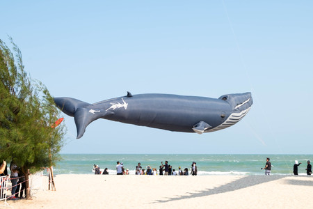 March 12, 2017 - Phetchaburi, Thailand: Big balloon Whale kite shows itself at Cha-am beach for Thailand international kite festival 2017 during March 10-12, 2017.のeditorial素材