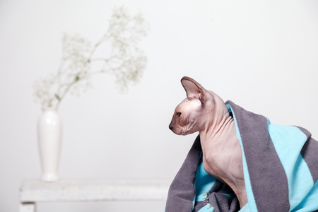 Naked cat breed canadian Sphinx, sitting covered with a blanket on a blurred background of a white wall and a vase of flowers. Morning spring moodの写真素材