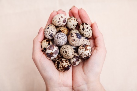 Hands holding a bunch of quail eggs. Quail eggs easter take on hand fresh. Quail eggs in palms close-up.の写真素材