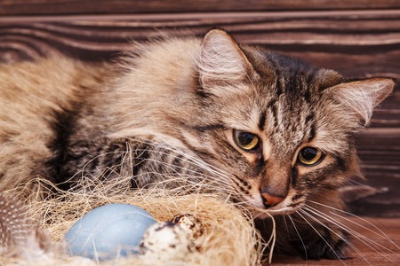 The striped cat looks curiously at the Easter quail egg in the nest on the table. The interest of a fluffy cat with long moustaches for the Easter painted eggs on wooden backgroundの写真素材