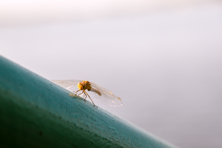 Dragonfly sitting on a green pipe on a blurred background of the pond. Yellow dragonfly close-up.