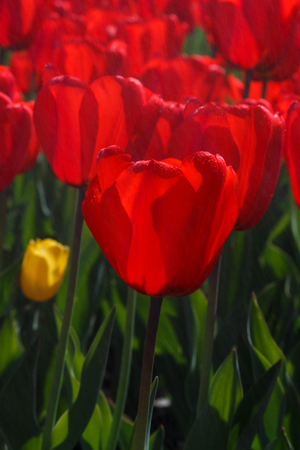 Plantation of red tulips on a Sunny day. Floral background of red tulips in the garden. Tulips in full bloom.の写真素材
