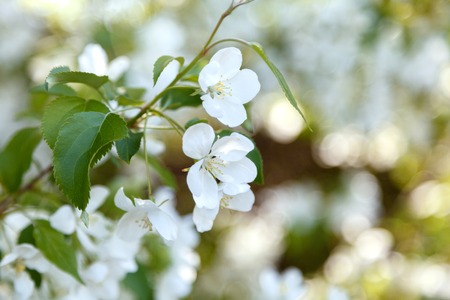Spring blossom of apple tree with white flowers. Close-up flowers of apple tree in light of cloudy...